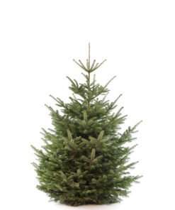 Nordmann premium kerstboom van 175 / 200 cm - Duoplant