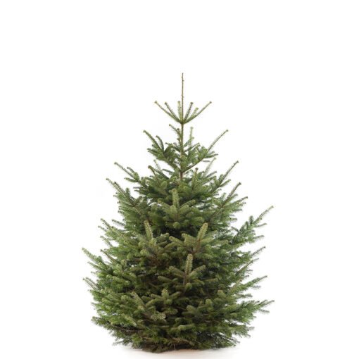 Nordmann premium kerstboom van 175 / 200 cm - Duoplant