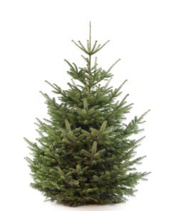 Nordmann premium kerstboom van 225 / 250 cm - Duoplant