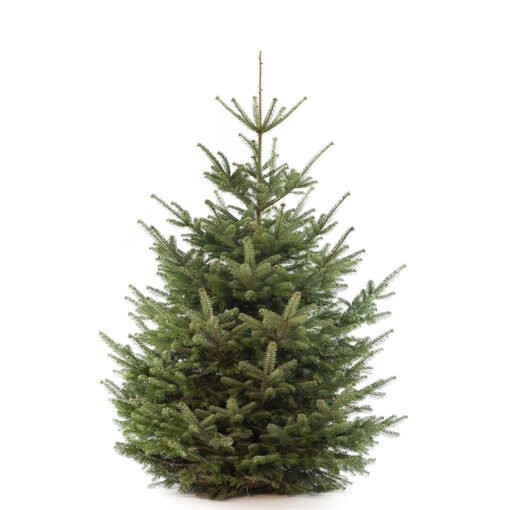 Nordmann premium kerstboom van 225 / 250 cm - Duoplant