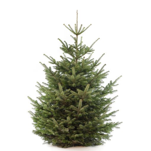 Nordmann premium kerstboom van 250 / 275 cm - duoplant