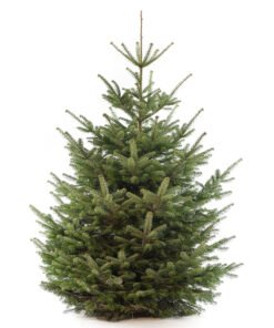 Nordmann premium kerstboom van 275 / 300 cm - duoplant