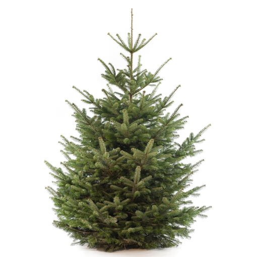 Nordmann premium kerstboom van 275 / 300 cm - duoplant