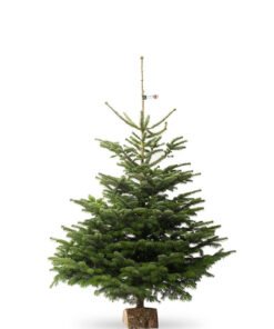 Nordmann kerstboom van 200 /225 cm - Duoplant