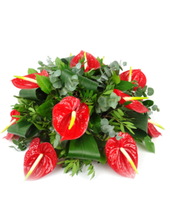 Duoplant foto-9 Anthurium opgestoken als biedermeier