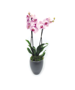 2 tak roze orchidee - Duoplant