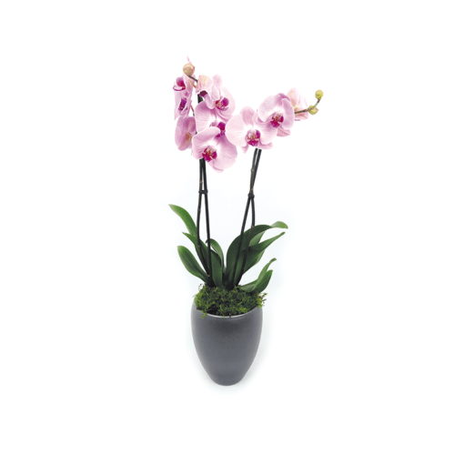 2 tak roze orchidee - Duoplant