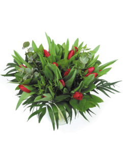 Duoplant - Tulpen rood