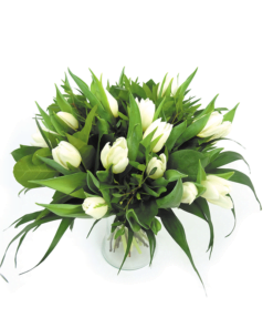 Duoplant Tulpen wit