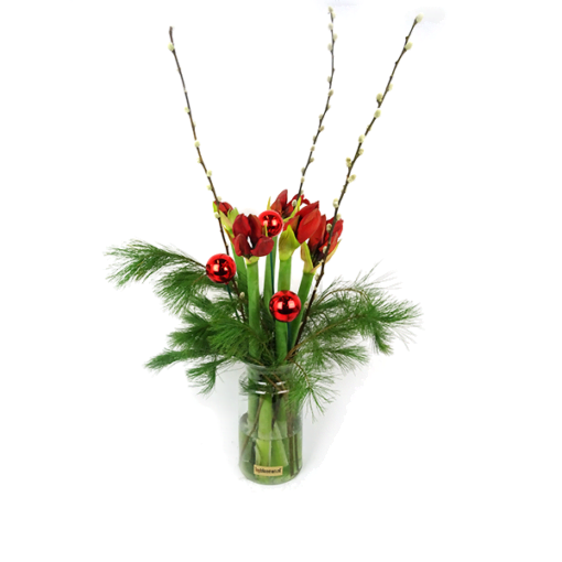 Duoplant - Amaryllis met Pinus, kerststuk met kerstballen en katjes in vaas