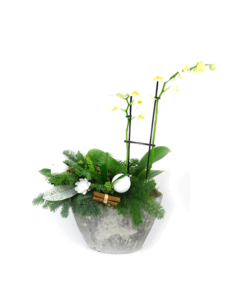 Duoplant - Ovaal Phalaenopsis in stoere grijze pot