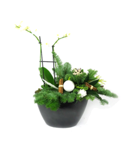 Duoplant - Ovaal Phalaenopsis in zwarte pot