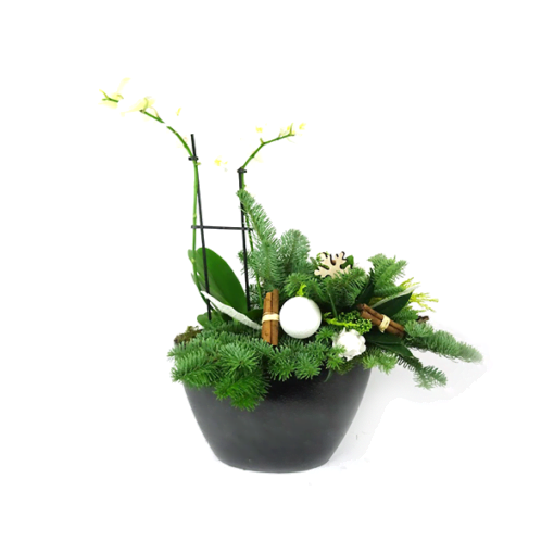Duoplant - Ovaal Phalaenopsis in zwarte pot